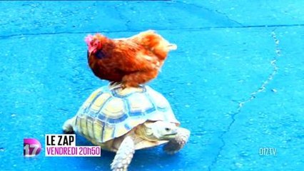 Le Zap (D17) 1er février