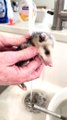 Cleaning Up a Rescued Baby Opossum