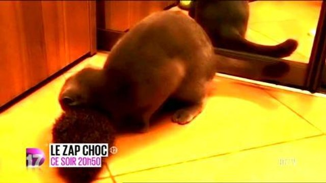 Le Zap Choc (D17) 17 décembre