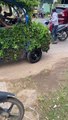 Chiếc xe được cây xanh phủ kín nổi nhất Tây Ninh