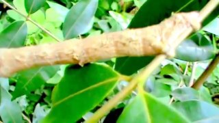 Lagarta-Pau _ Caterpillar - stick, caterpillar measures palm   (Oxydia vesulia )