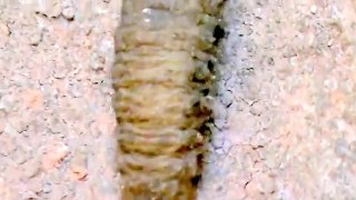 Larva de Mosca vede , green fly larva (Ornidia obesa)