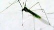 Mosquito macho, male mosquito (Culicidae)