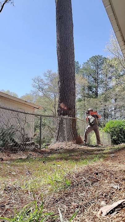 Professional Arborist Felling Tree in Tight Spot