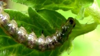 Lagarta comendo folha de tomateiro, Caterpillar eating tomato leaf ( Tuta absoluta )