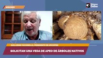 Solicitan una veda de apeo de árboles nativos