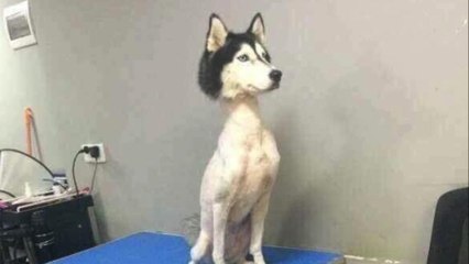 Maltraitance animale : voici pourquoi la photo de ce husky rasé a fait scandale sur le web