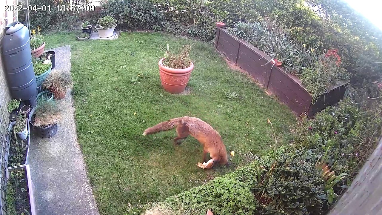 Freddy the Wild Fox Loves New Toy