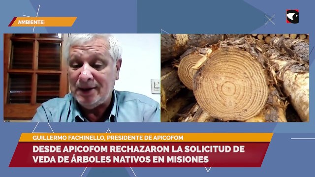 Desde APICOFOM rechazaron la solicitud de veda de árboles nativos en Misiones