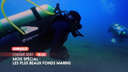 Mois spécial : Les plus beaux fonds marins