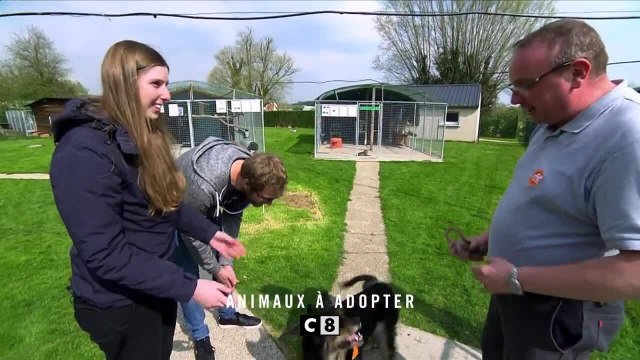 Animaux à adopter - 17 avril