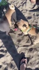 PUGS EN LA PLAYA DE Rosarito - Baja Pug en TikTok