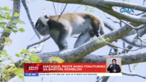 Mga macaque, peste nang itinuturing sa Banton, Romblon | UB