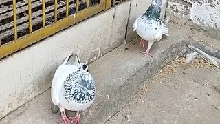 Pigeons lover