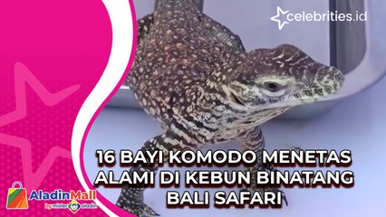16 Bayi Komodo Menetas Alami di Kebun Binatang Bali Safari