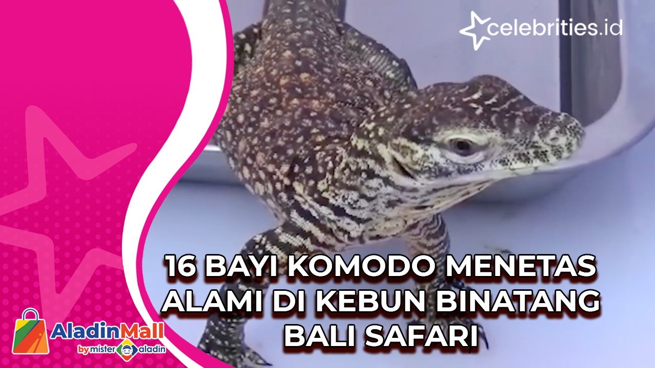 16 Bayi Komodo Menetas Alami di Kebun Binatang Bali Safari