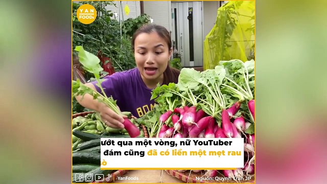 Quỳnh Trần JP trồng rau củ cực mát tay_ Cứ gieo tới đâu là xanh mướt đến đó