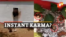 Viral Video: Thief Gets Stuck In Temple Hole While Trying To Escape After Stealing Ornaments