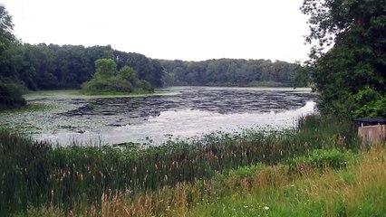 Swamp at Holly Recreation Area Independence Day 2018