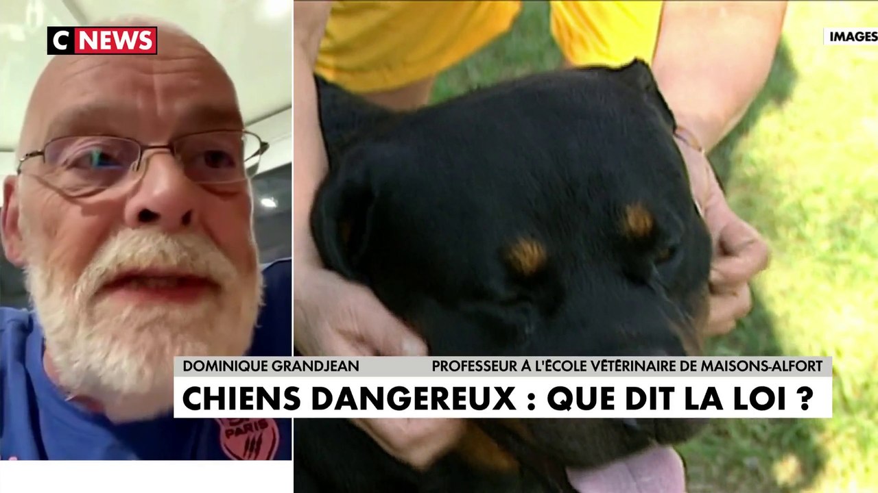 Dominique Grandjean : «N'importe quel chien peut se révéler dangereux à partir du moment où il n'y a pas de processus éducatif normal»