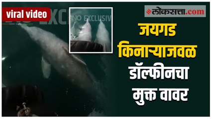 रत्नागिरी - जयगड किनाऱ्याजवळील डॉल्फीनचा व्हिडिओ व्हायरल