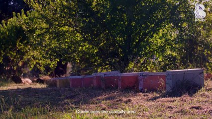 B Honey & Silver Top Taxis Queen Bee Chariot | 8-4-22 | Bega District News