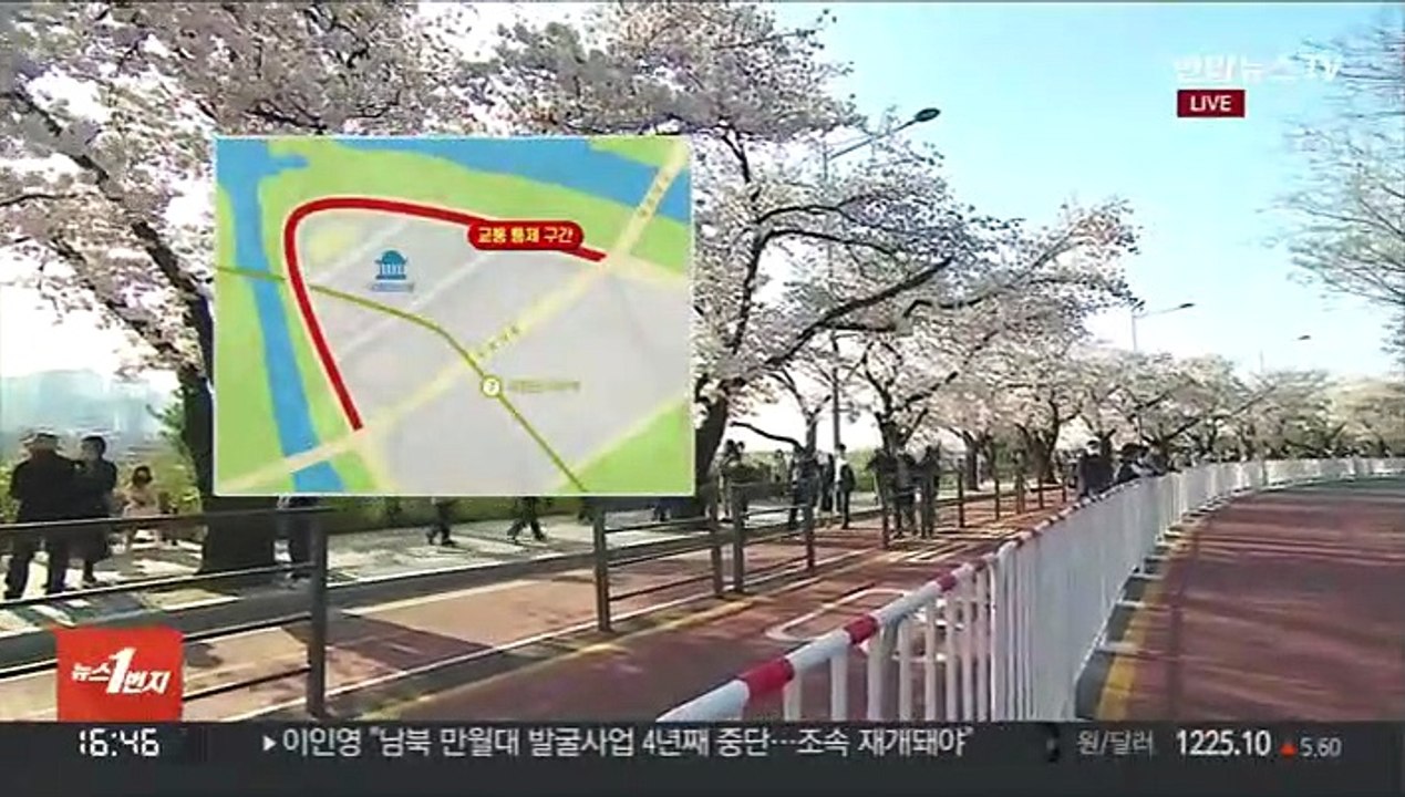 [날씨] 벚꽃 만개한 여의도…윤중로 3년 만에 개방