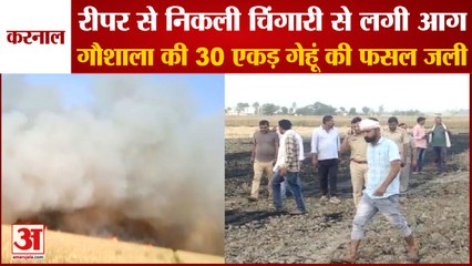 30 Acres Of Wheat Crop Of Gaushala Burnt In Karnal रीपर से निकली चिंगारी से गेहूं की फसल  में लगी आग