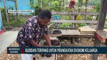 Tingkatkan Ekonomi Keluarga, Kelompok Perempuan Waifuna di Raja Ampat Budidya Teripang!