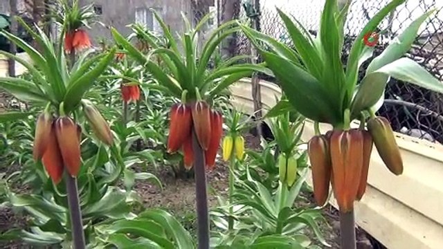 Yılın ilk ‘ters laleleri’ açtı: Koparana 70 bin lira ceza!