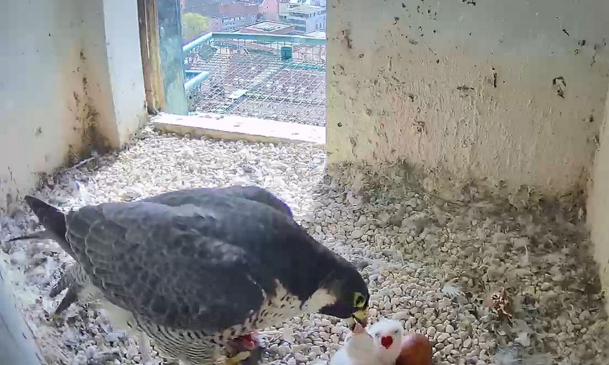 Kein mindesthaltbarkeitsdatum: kann essig schlecht werden?