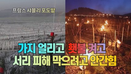 [세상만사] 4월 된서리에 무너지는 프랑스 와인 산업 / YTN
