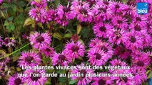 Roland Motte, jardinier : vivaces ou annuelles, quelles plantes choisir ?