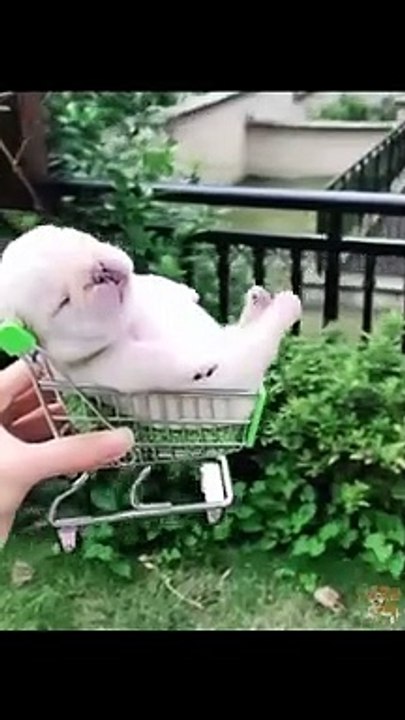 Cute puppies