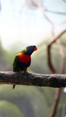 Parrots in the forest
