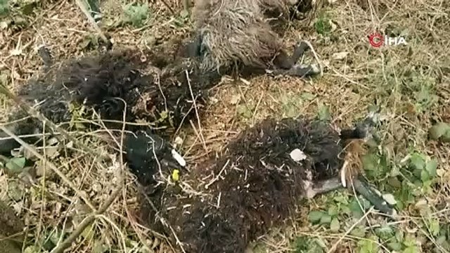 Önce bir koyun sonra sürünün tamamı atladı, 45 kuzu ve koyun telef oldu