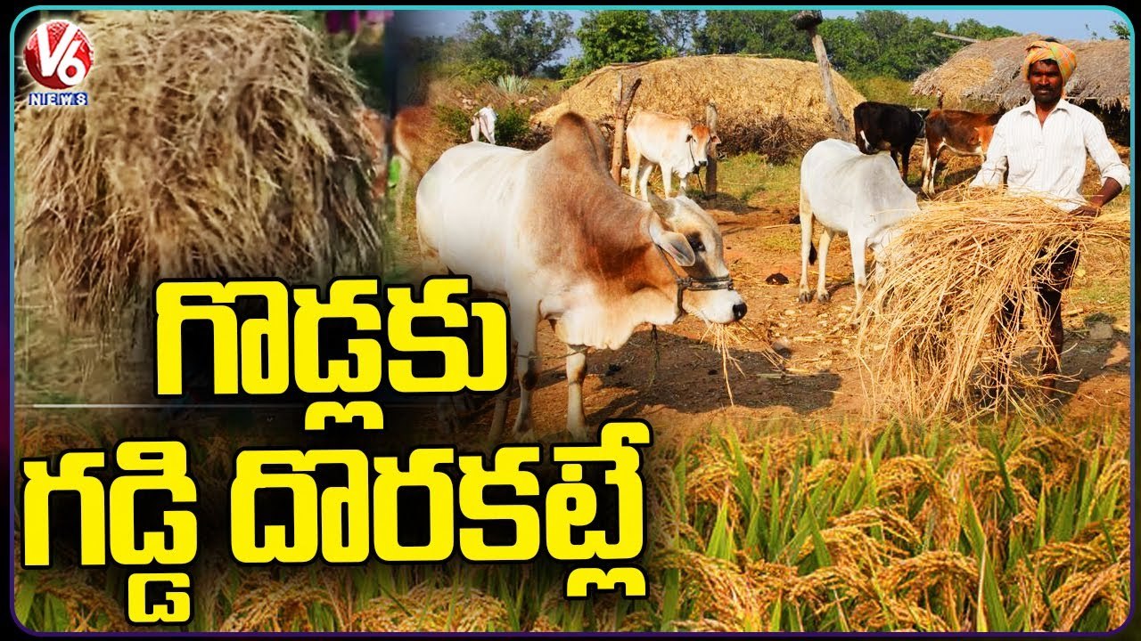 Fodder Shortage In Telangana , Farmers Facing Massive Problems | V6 News