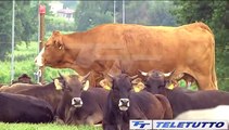 Video News - SOFFRE IL COMPARTO AGRICOLO