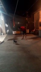 Tutora procura por Pinscher 'Roger', desaparecido no jardim Panorama