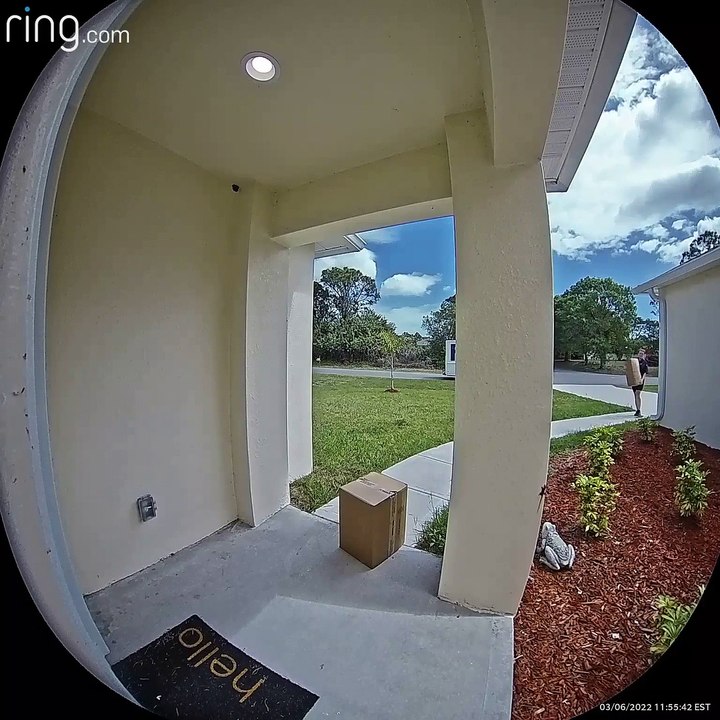 Lizard Gives Delivery Driver a Surprise
