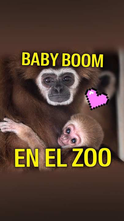 Zoológico de Skopje vive "baby boom" tras nacimiento de más de 30 crías