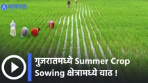Summer Crop Sowing: गुजरातमध्ये Summer Crop Sowing क्षेत्रामध्ये वाढ | Sakal Media |