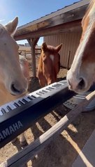 Precious Horses Play Piano