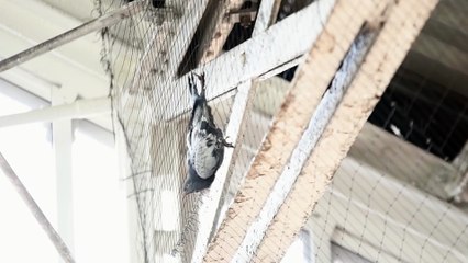 Pigeon stuck in netting at Preston Train Station