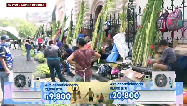 Listos frente a la Catedral “San Miguel Arcángel” los Ramos de Olivo, para este Domingo de Ramos