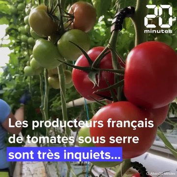 Guerre en Ukraine: Face à l'explosion du prix du gaz, quel prix pour les tomates françaises ?