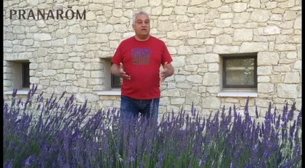 Tout savoir sur la provenance de l'huile essentielle de lavande fine