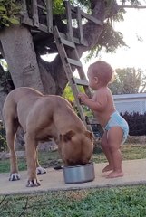 Baby Feeding A Huge Pitbull