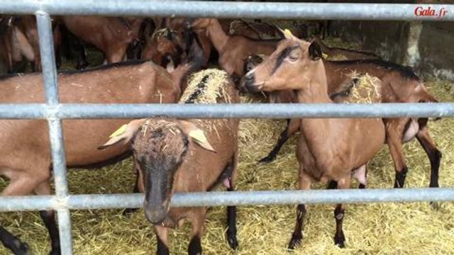 Gala.fr Making of du shooting d'Alexandra Lamy