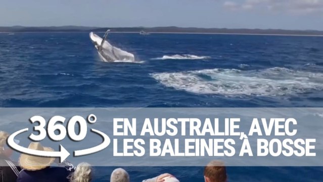 À la rencontre des baleines à bosse [GEO 360°]